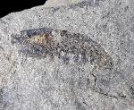 Pennaeus sp. FABRICIUS 1798 - Bild © FossNet FossilienStore